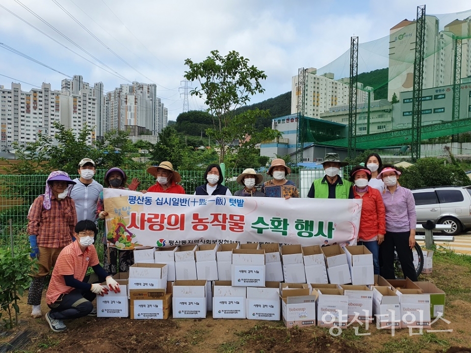 평산동 사랑의 감자 수확ⓒ양산타임스