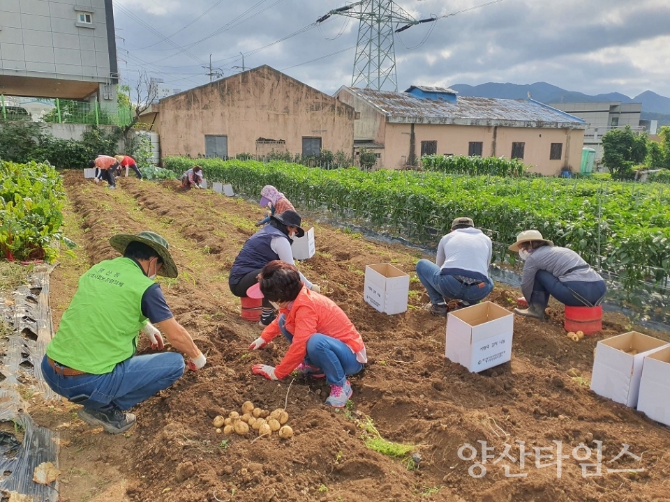 평산동 사랑의 감자 수확ⓒ양산타임스