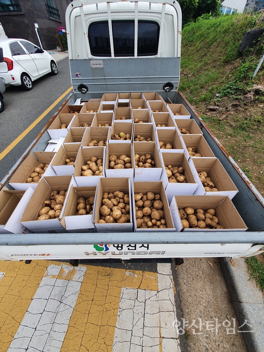 평산동 사랑의 감자 수확ⓒ양산타임스