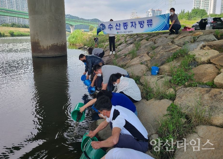 수산종자방류 ⓒ양산타임스