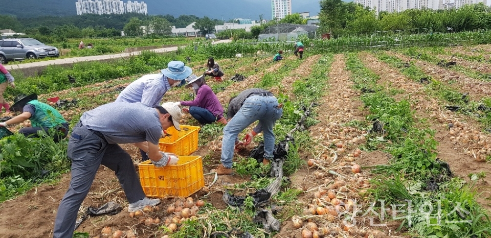소주동 양파수확ⓒ양산타임스
