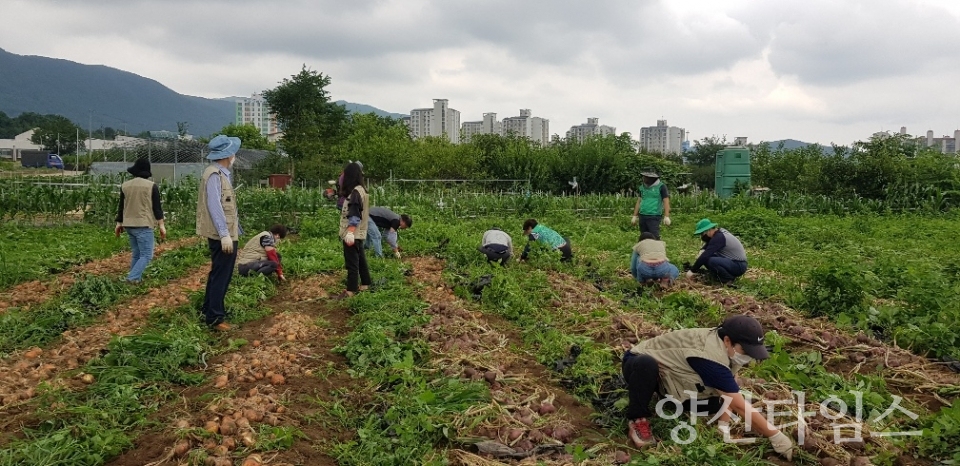소주동 양파수확ⓒ양산타임스