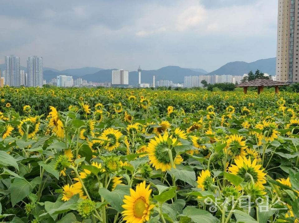 해바라기 개화ⓒ양산타임스