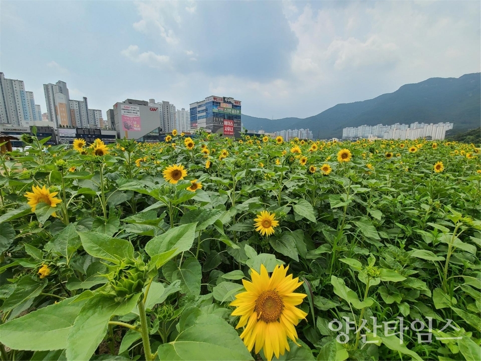 해바라기 개화ⓒ양산타임스
