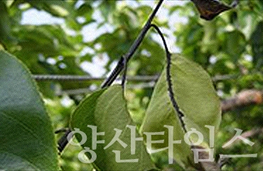 과수화상병 사진ⓒ양산타임스