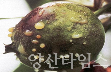 과수화상병 사진ⓒ양산타임스