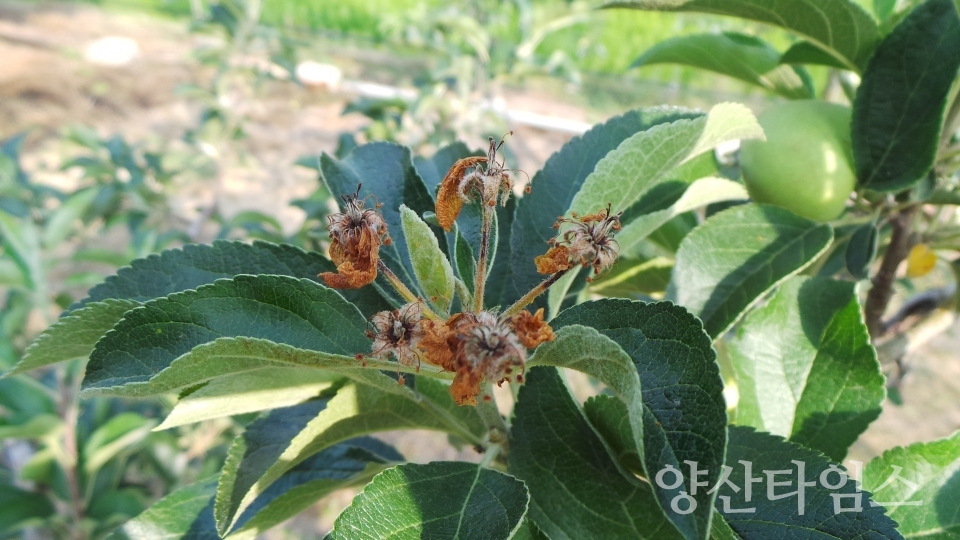 과수화상병 사진ⓒ양산타임스