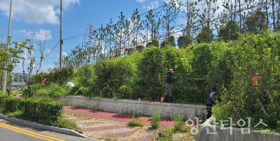 미세먼지차단숲 관리ⓒ양산타임스