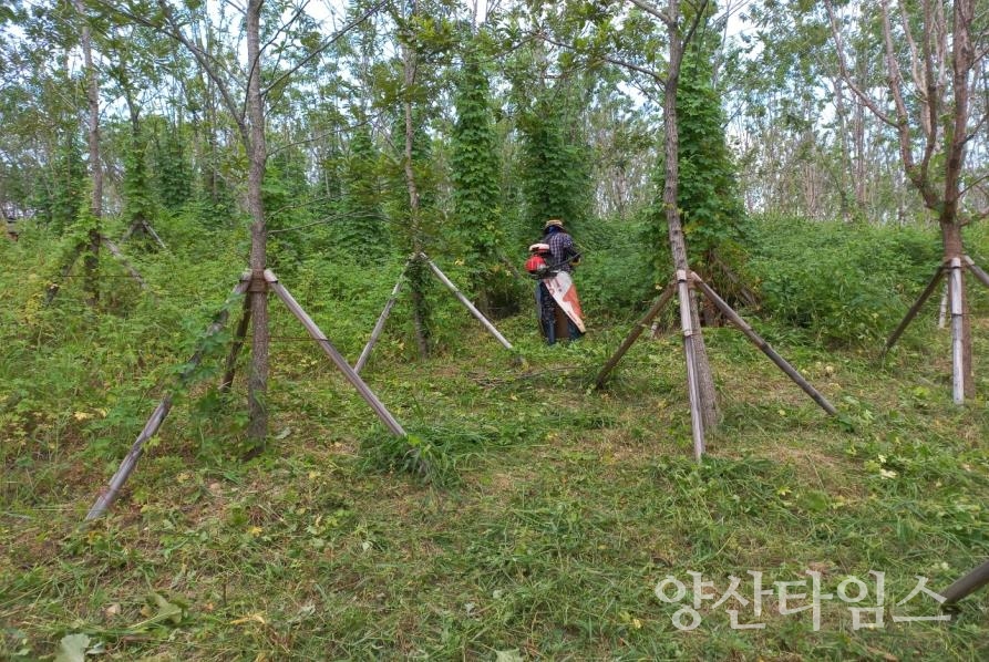 미세먼지차단숲 관리ⓒ양산타임스