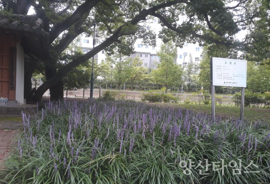 노거수맥문동ⓒ양산타임스