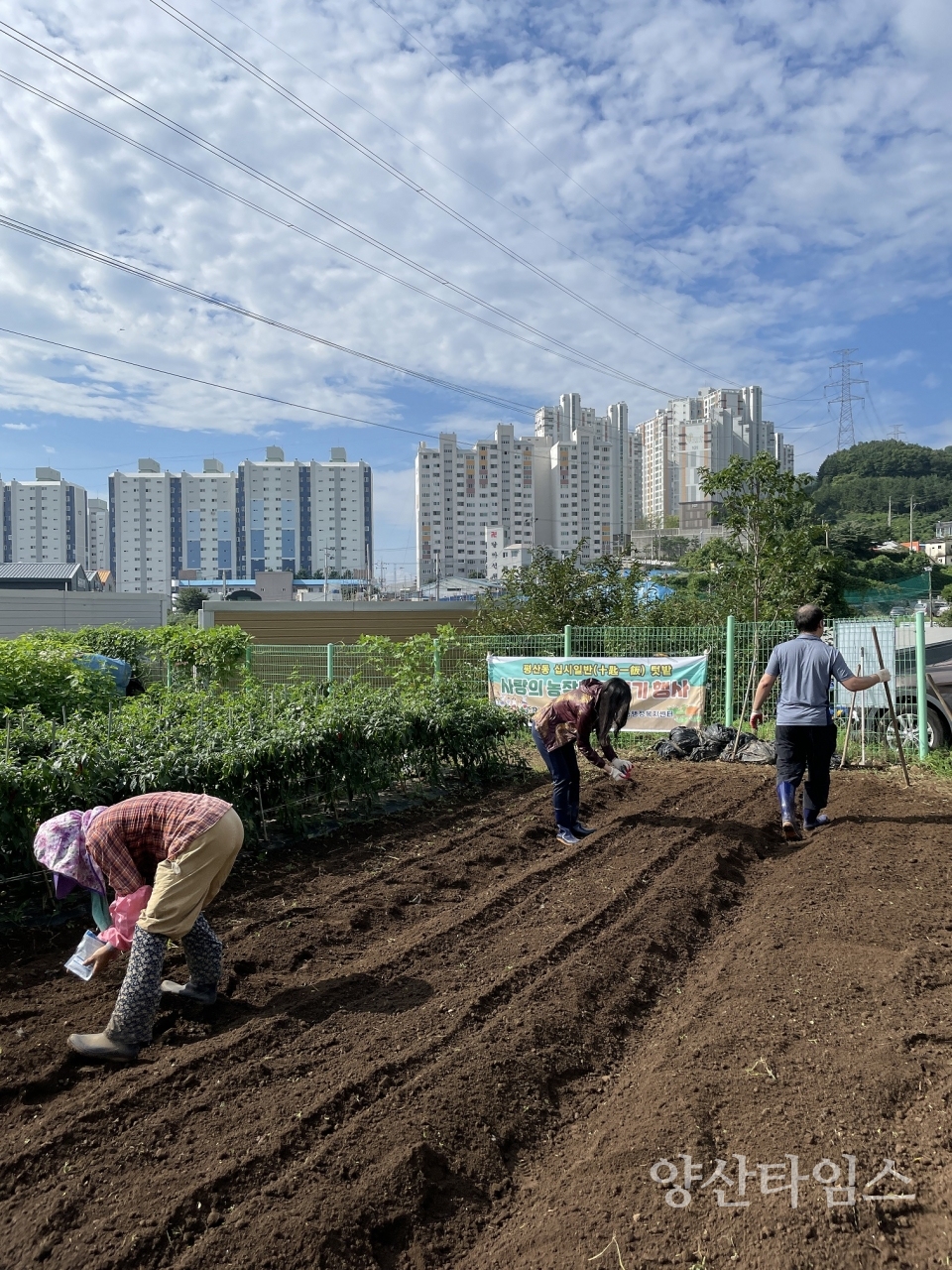 평산동 사랑의 텃밭 가꾸기ⓒ양산타임스