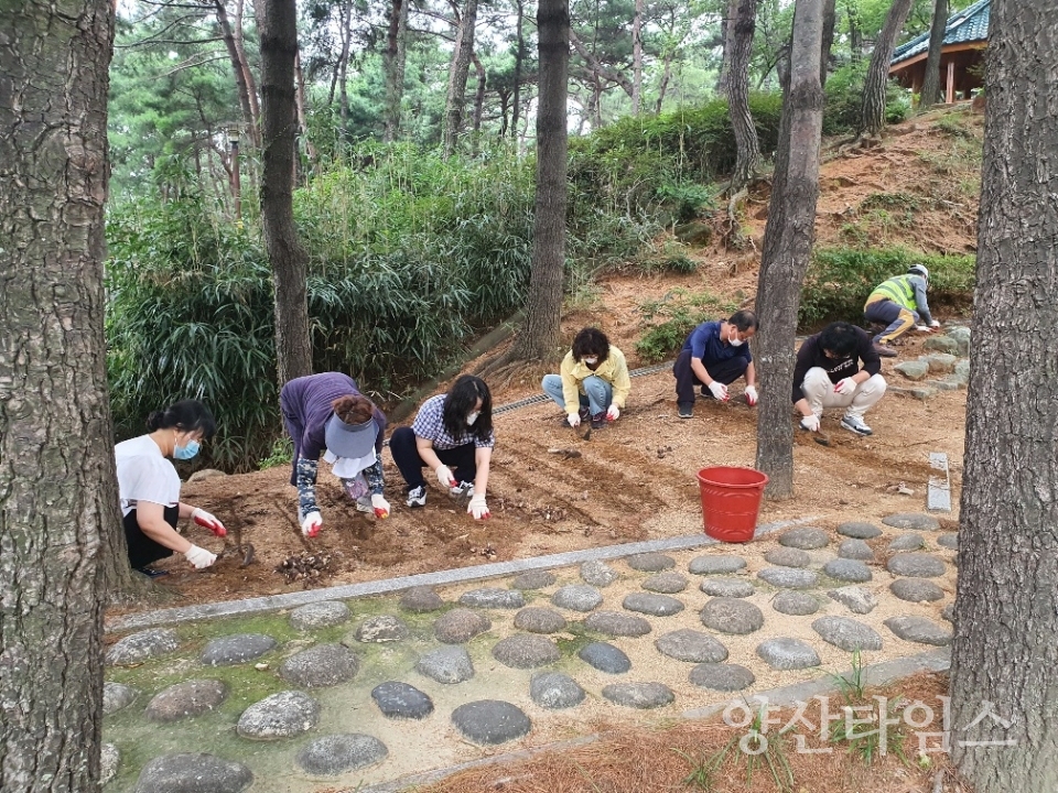 북정근린공원 꽃무릇 심기ⓒ양산타임스