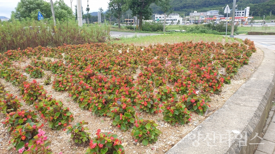 상북면 가을꽃 식재 사진ⓒ양산타임스