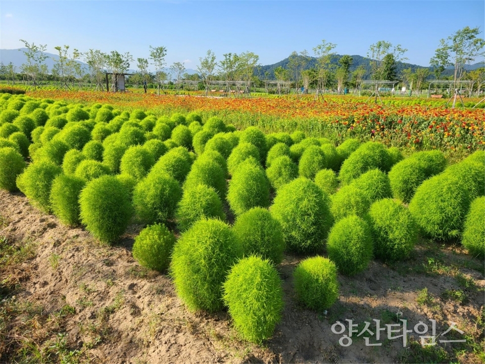 황산공원 야생화단지ⓒ양산타임스