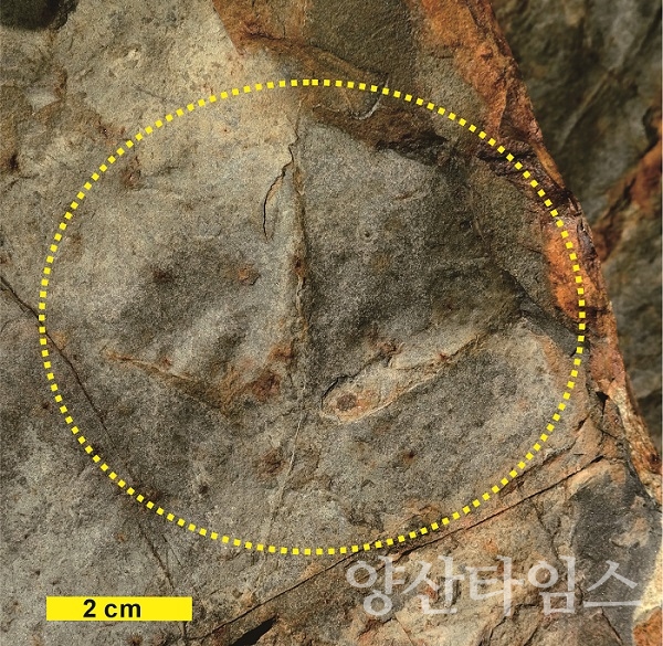 일광면 신평소공원 공룡발자국 화석층 표면 전경(O는 조각류, S는 용각류)ⓒ양산타임스