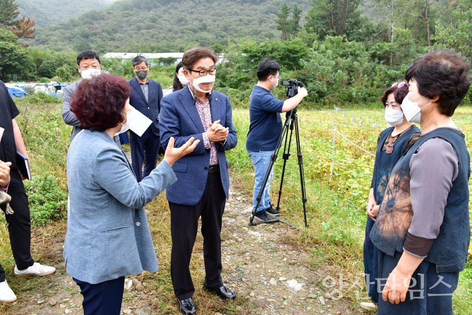 국화꽃 육묘장 현장시장실ⓒ양산타임스