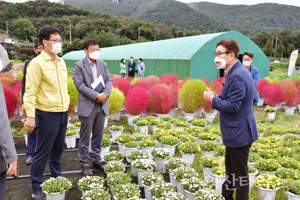 국화꽃 육묘장 현장시장실ⓒ양산타임스