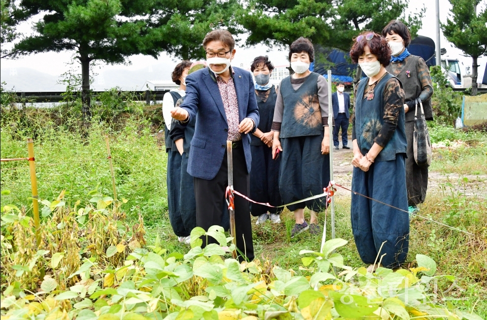 국화꽃 육묘장 현장시장실ⓒ양산타임스