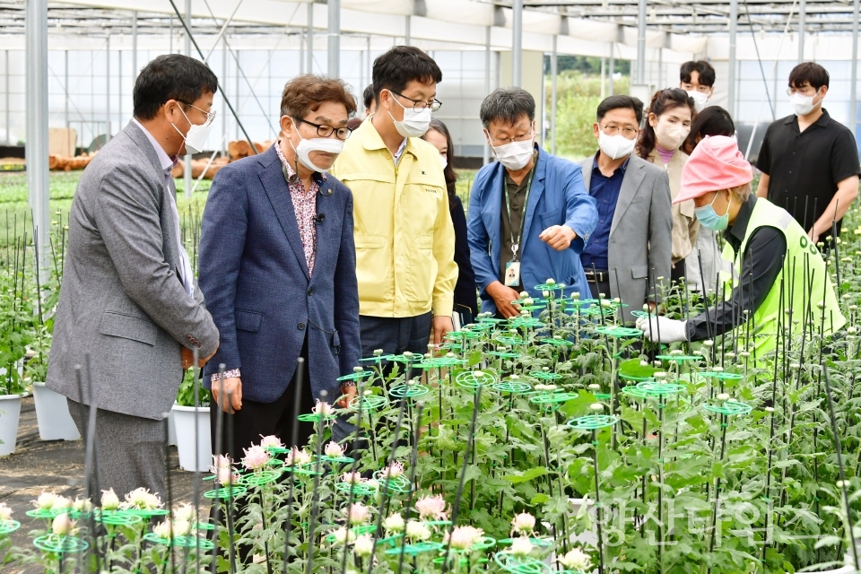 국화꽃 육묘장 현장시장실ⓒ양산타임스