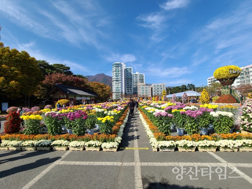 지난해 국화전시 모습ⓒ양산타임스