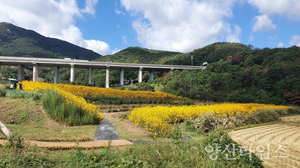 기장군 일광 광산마을 휴경농지에 조성된 경관농업단지ⓒ양산타임스