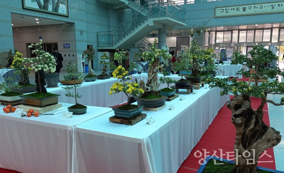 "제5회 기장 국화분재 전시회 (기장군청 앞 야외광장)" "제5회 기장 국화분재 전시회 (기장군청 1층 로비)" ⓒ양산타임스
