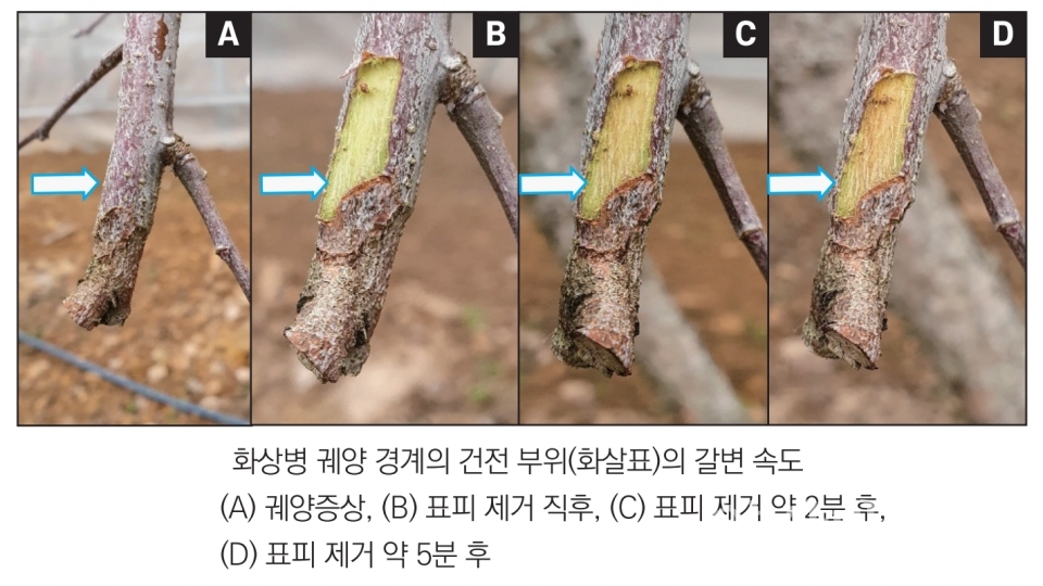 과수 화상병 궤양증상ⓒ양산타임스