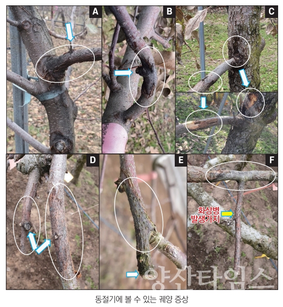 과수 화상병 궤양증상ⓒ양산타임스