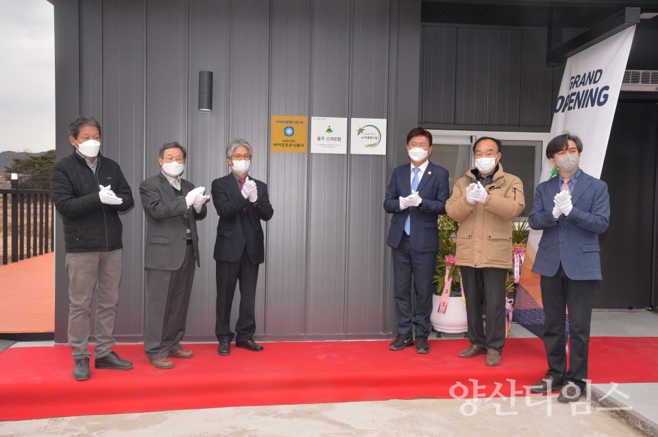 치술령새싹삼ⓒ양산타임스