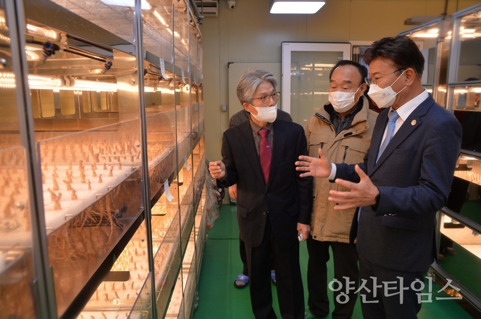 치술령새싹삼ⓒ양산타임스