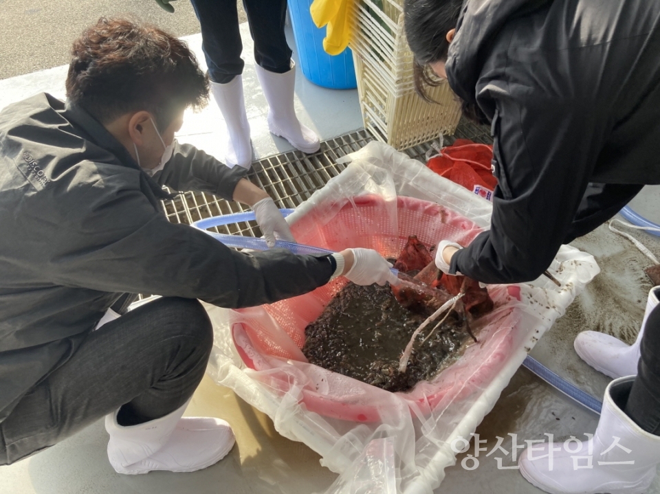 "기장군 해조류육종융합연구센터에서 자체 생산에 성공한 해삼종자를 방류하기 위해 선별작업을 하고 있는 모습" "기장군 해조류육종융합연구센터에서 자체 생산에 성공한 해삼종자를 해녀들이 기장 연안 마을어장에 방류하고 있다." ⓒ양산타임스