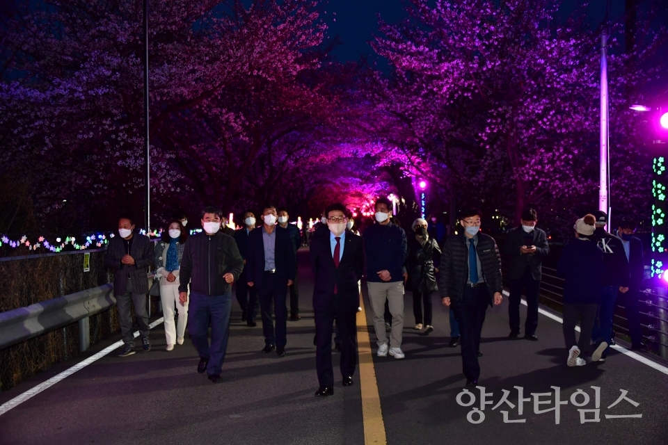 물금 벚꽃길 점등길ⓒ양산타임스