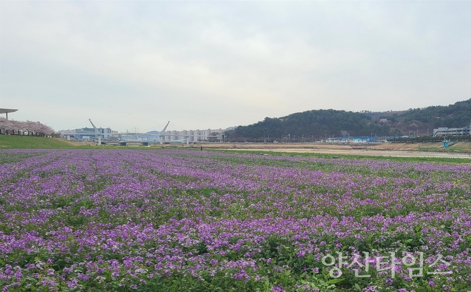 "2022년 양산천 둔치 청유채경관단지" "2021년 황산공원 유채경관단지" ⓒ양산타임스