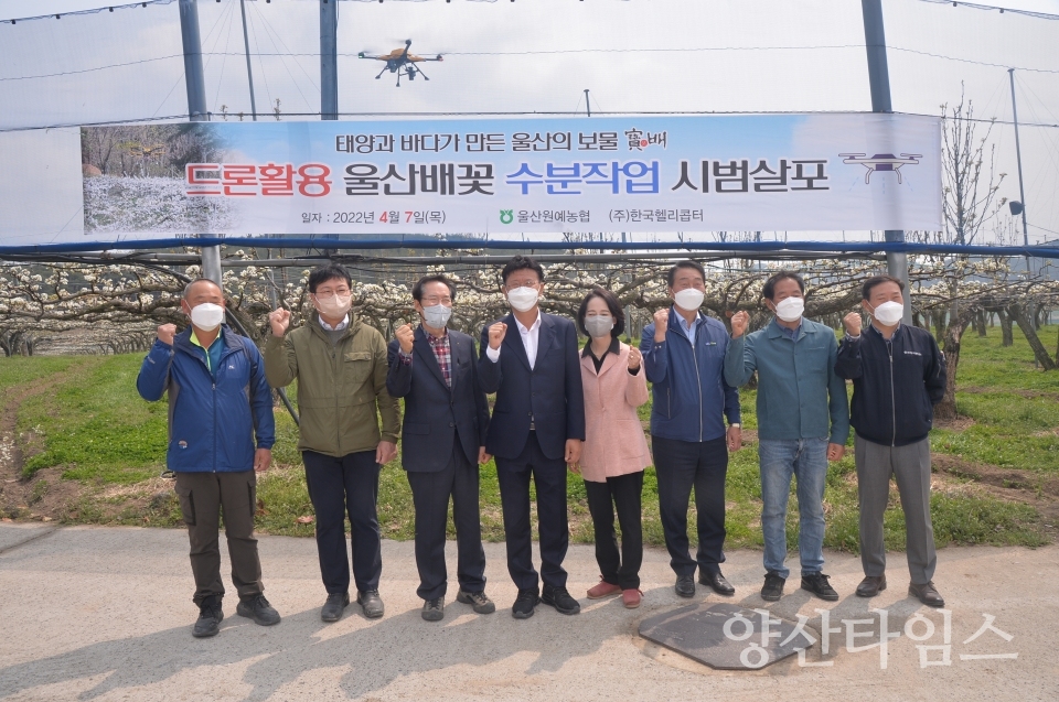 울주군 드론 활용 배꽃 수분 작업실시ⓒ양산타임스