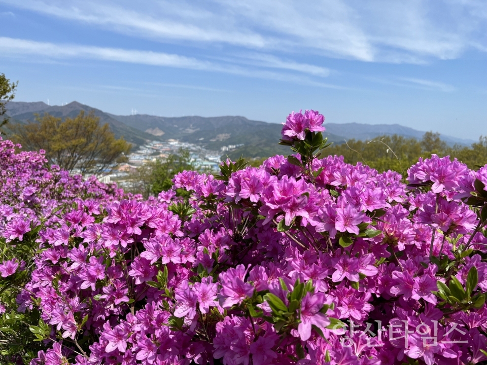 중앙동 동산장성 철쭉제ⓒ양산타임스