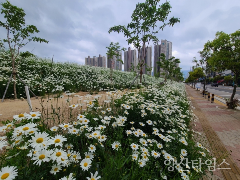 21년 시민 건강숲 샤스타데이지 사진ⓒ양산타임스