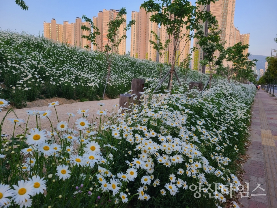 21년 시민 건강숲 샤스타데이지 사진ⓒ양산타임스