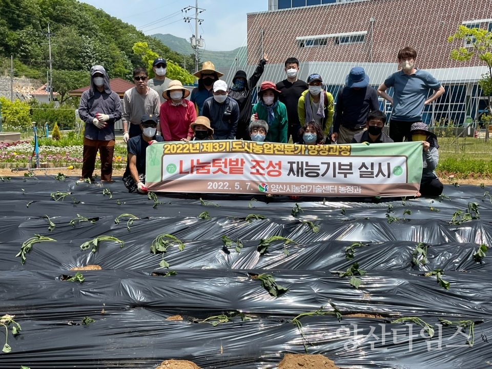 고구마 기부텃밭ⓒ양산타임스