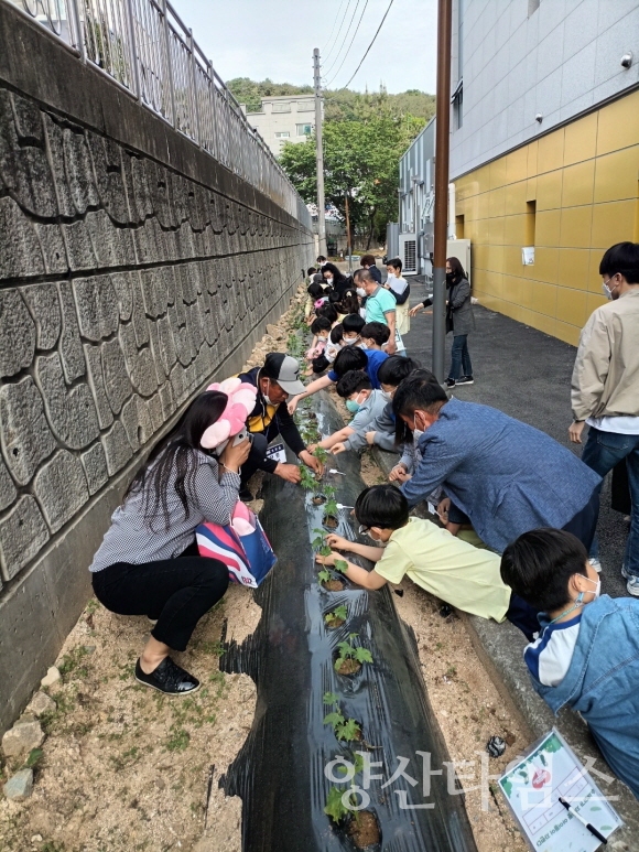 지난 10일 정관읍행정복지센터 유휴공간을 활용한 텃밭가꾸기 프로그램에 참여한 아이들이 수세미 모종 심기 체험활동을 하고있다.ⓒ양산타임스