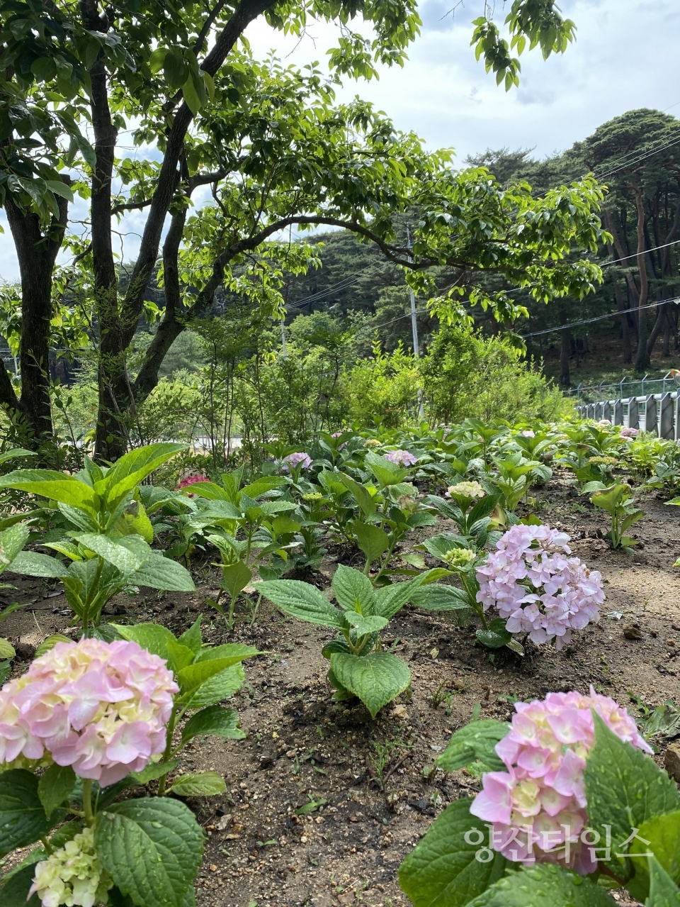 하북면 통도사 둘레길 수국꽃길ⓒ양산타임스