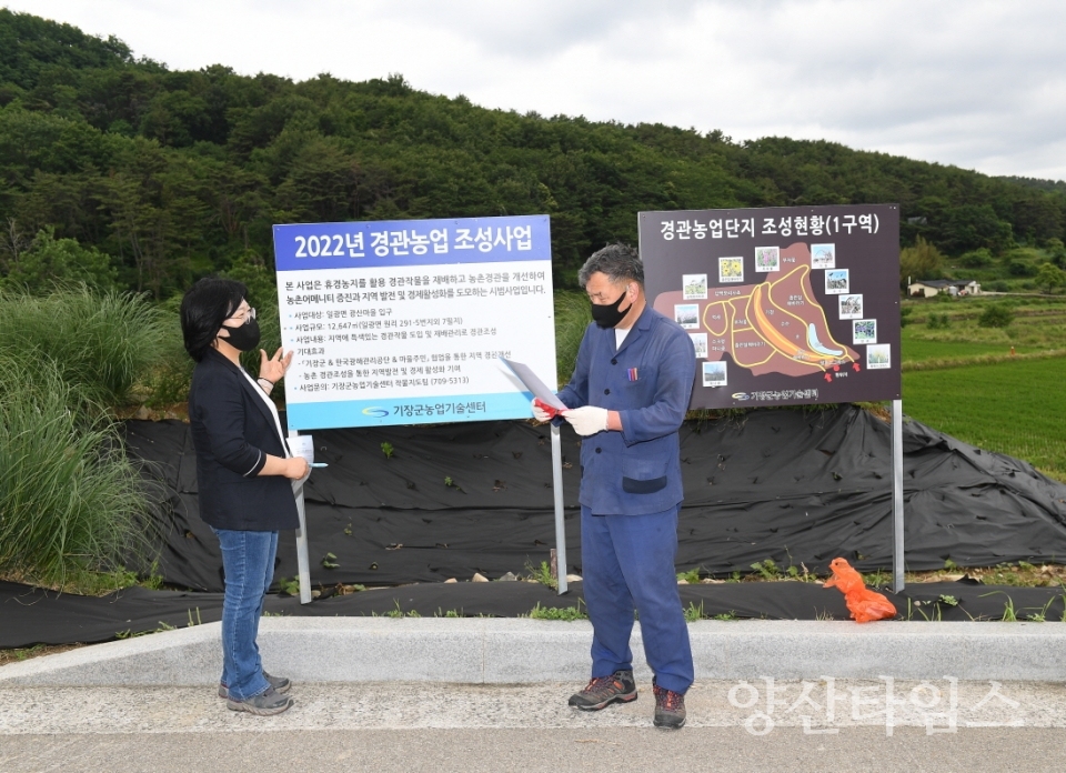 오규석 기장군수는 7일 오전 10시 30분경 일광읍 원리 광산마을 앞 휴경농지에 추진 중인 ‘경관농업 단지 조성 시범사업’ 현장을 방문해 점검했다.ⓒ양산타임스