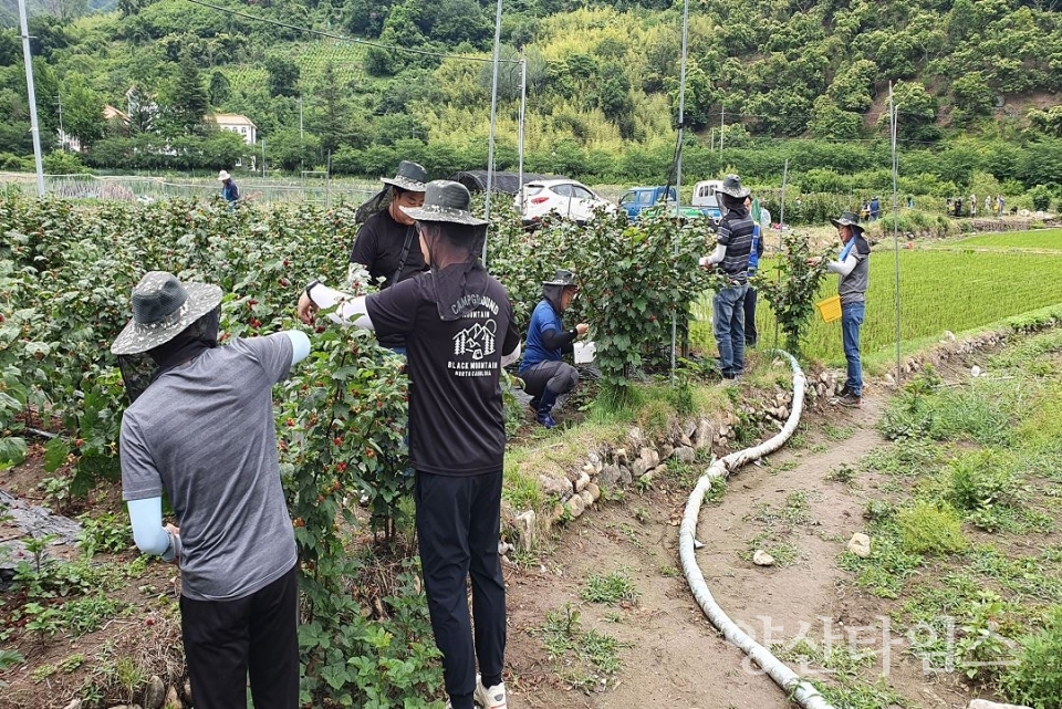 농업기술센터 산딸기 수확 일손돕기ⓒ양산타임스