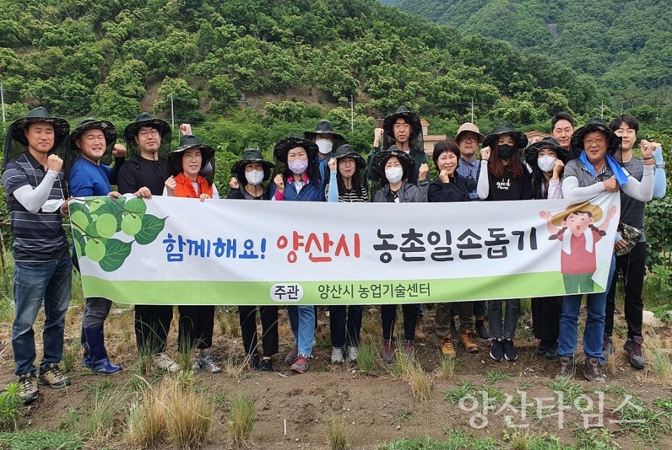 농업기술센터 산딸기 수확 일손돕기ⓒ양산타임스