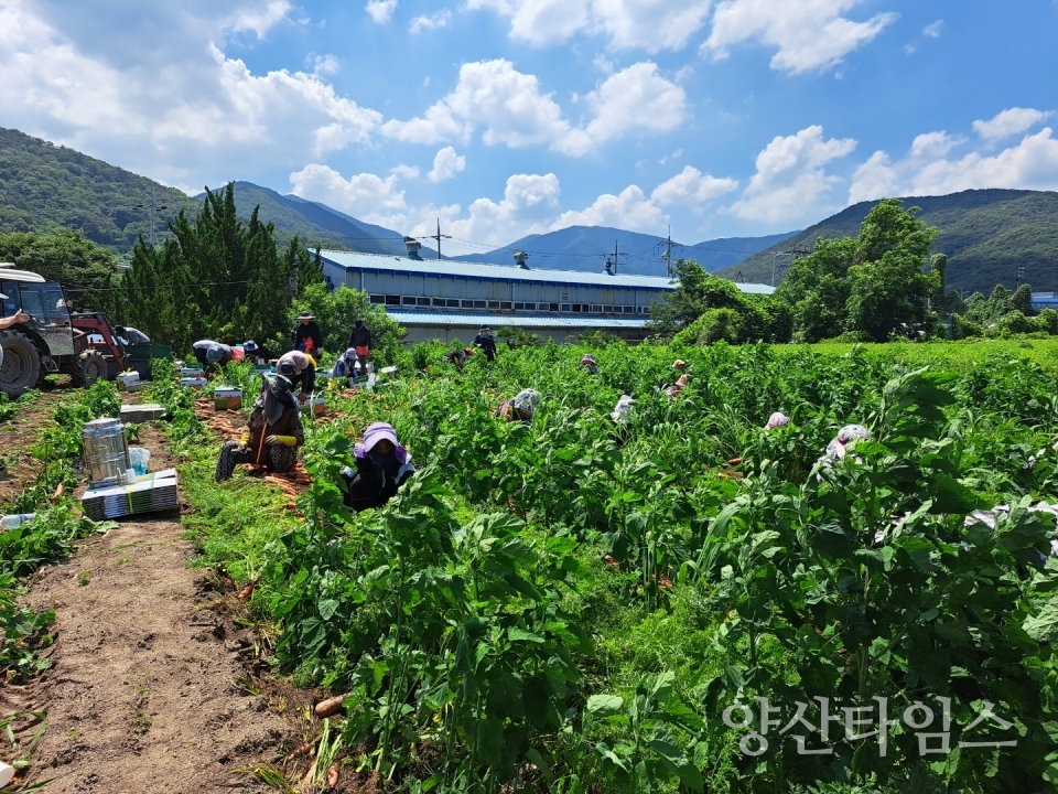 햇당근 수확ⓒ양산타임스