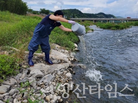 울주군, 2022년 태화강 어린 황어 방류ⓒ양산타임스
