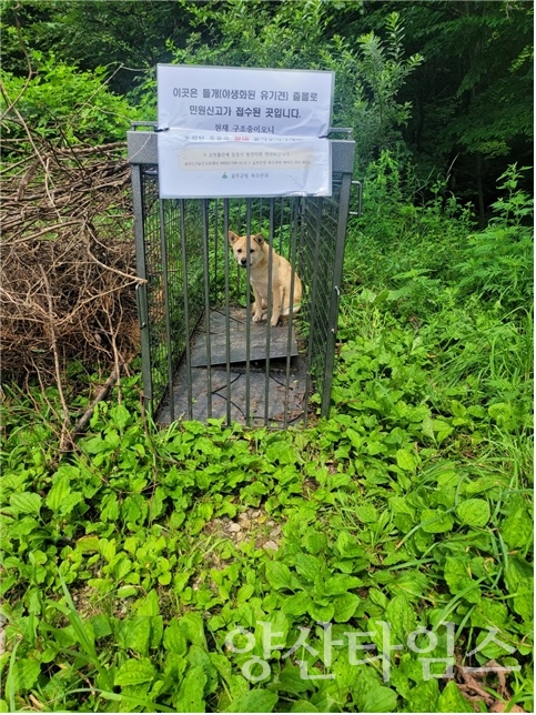 울주군, 들개 전문포획단 본격 운영ⓒ양산타임스