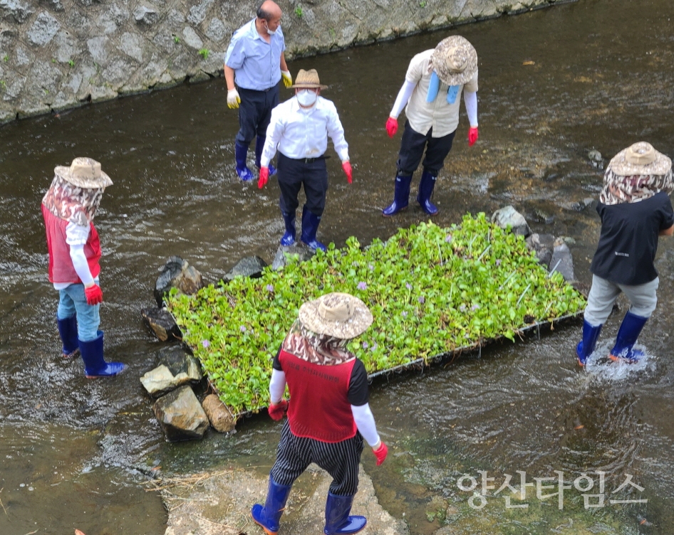 "기장읍과 기장읍주민자치위원회는 지난 9일 만화천 내 수질정화식물을 식재했다" "기장읍과 기장읍주민자치위원회가 지난 9일 만화천 살리기 캠페인을 마치고 기념촬영을 하고 있다" ⓒ양산타임스