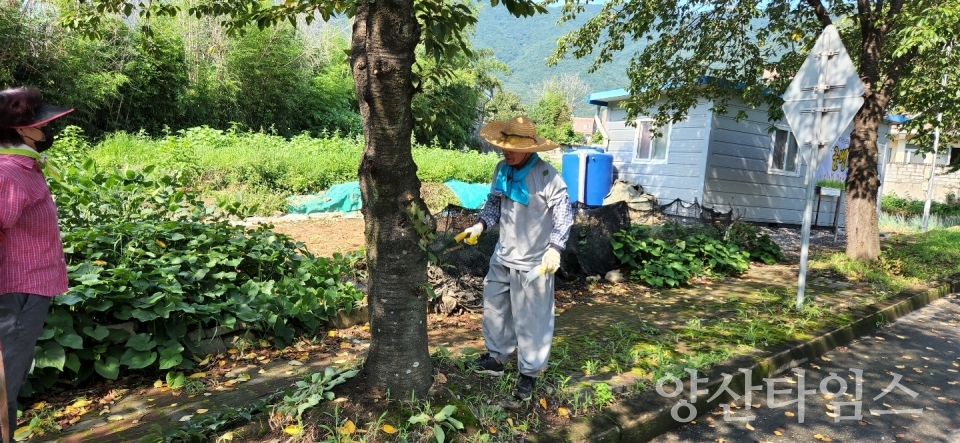 주남마을 벚꽃축제 사전준비ⓒ양산타임스