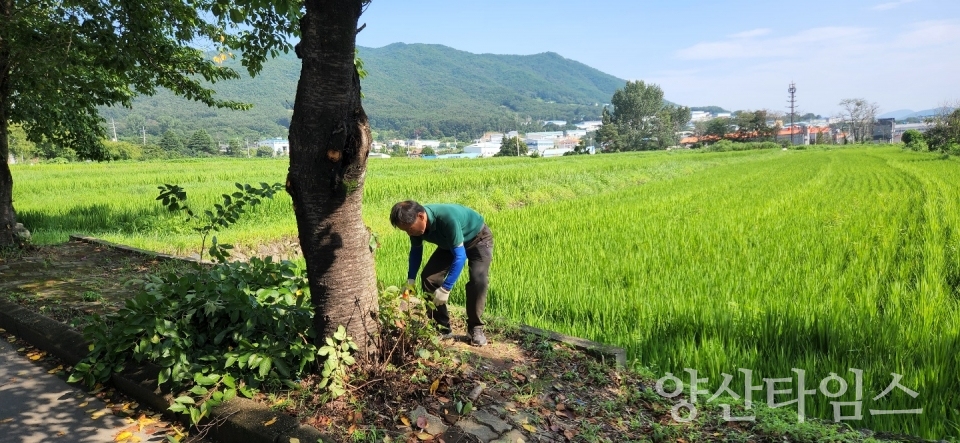 주남마을 벚꽃축제 사전준비ⓒ양산타임스