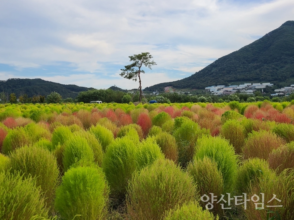 도심지 곳곳 붉게 물드는 댑싸리ⓒ양산타임스
